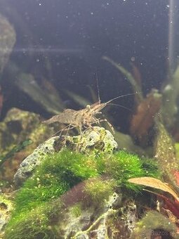 Macrobrachium