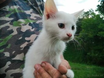 darujem biele mačiatko-mačičku
