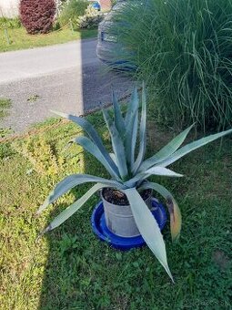 AMERICKÁ AGAVE