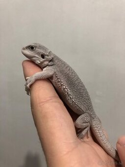 Agama bradata