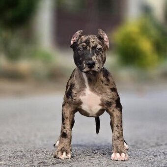 American bully XL, pitbull xxl
