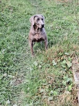 Weimarsky stavač modrý