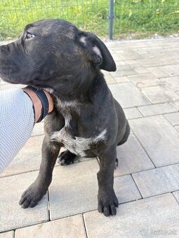 Cane corso šteniatka