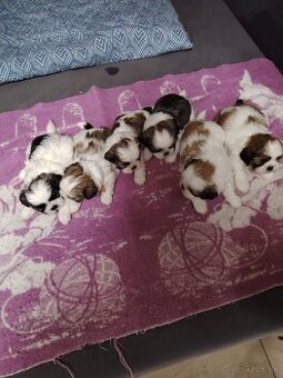 Šteniatka shih-tzu(shitzu, shihtzu)