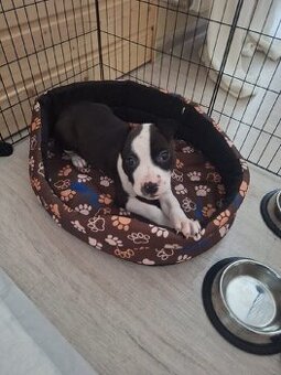 Stafordširský Bulteriér