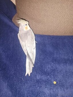 Predám korely aj andulky