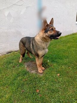 Sučka nemeckého ovčiaka