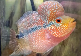 Flowerhorn Super Red Dragon
