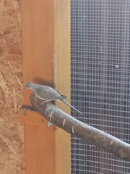 Holúbok diamantový