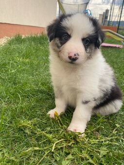 Border kólia - čistokrvné šteniatka blue merle