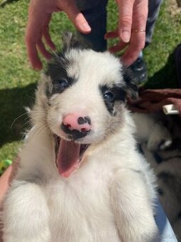 Border kólia - čistokrvné šteniatka blue merle