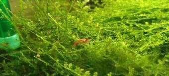 Predám krevetky Neocaridina - Red Cherry