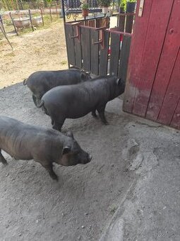 Predám vietnamské prasata - 1