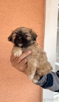 Steniatko kratkosrsty pekinezer