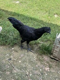 Ayam cemani