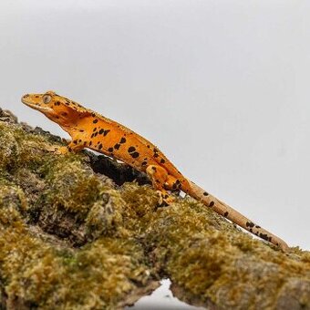 Pagekony riasnaté a doplnky