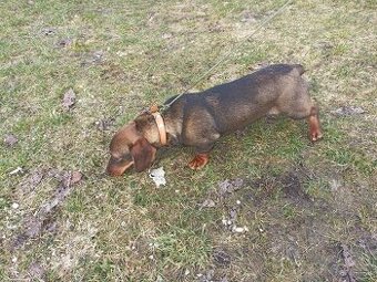 Jazvečík hrubosrstý