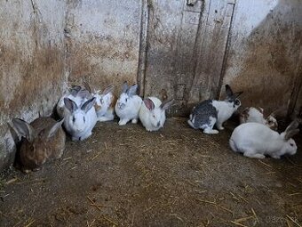 Králiky, králičie mäso