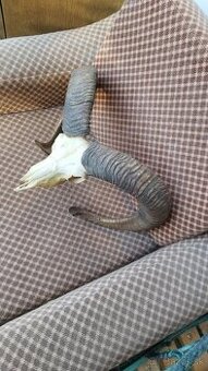 Predám trofej muflona parožie zhody trofeje