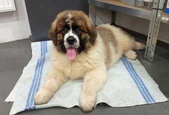 Moskovský strážny pes – pes (šteniatko) s PP