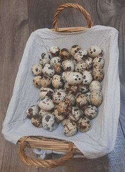Japonské prepelice - vajíčka na konzum, na liahnutie, krmivo