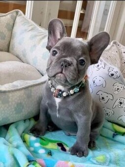 Šteniatka francúzskeho buldočka hľadajú domov