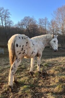 Appaloosa žrebec 100% FPD