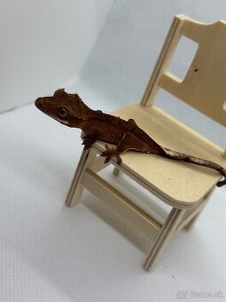 Correlophus cilliatus red