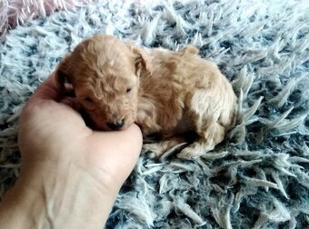 Pudlik pudel mini toy