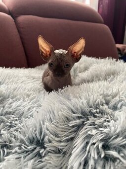 Sphynx