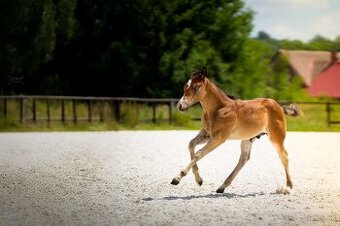 Bay hřebec American Quarter Horse s reiningovým původem