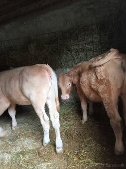 Ponukame teliatka a jatocneho byka 100% hereford -bud vymeni