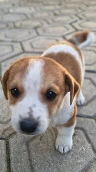 Jack Russel