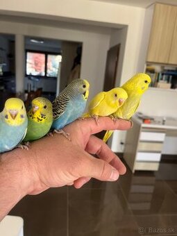 Andulka  mlada Maznačik