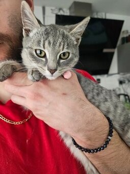 Podarujeme mačiatko