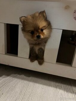 Pomeranian