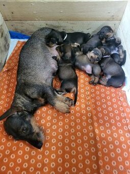 Predám Jazvečikov Hrubosrstých