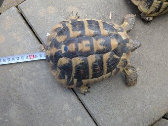 Suchozemská korytnačka