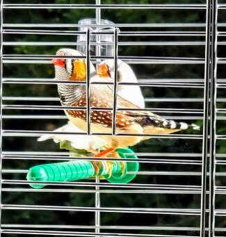 Zebricky maldý chovný pár