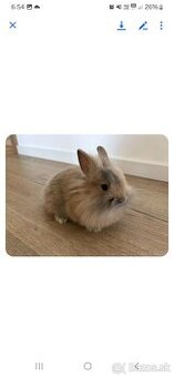 Mini lop