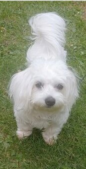 Maltezak