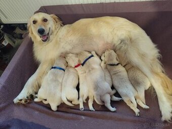 Zlatý retriever šteniatka