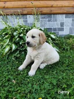 Zlatý retriever šteniatka