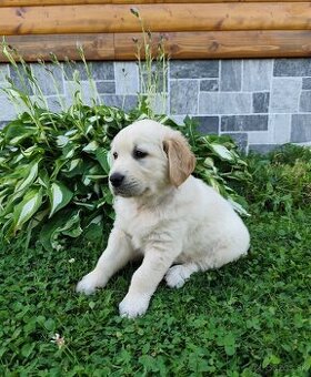 Zlatý retriever šteniatka
