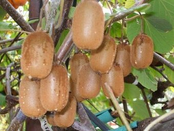 Kiwi