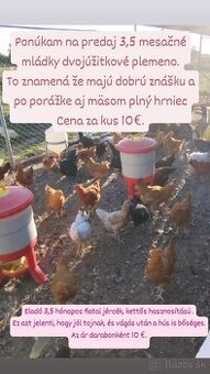 Mládky - nosnice - kohúty