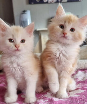 Zdravé mačiatka Maine Coon, dostupné