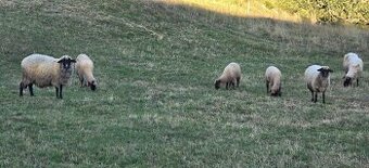 Ovce a jahňatá - plemeno Cigaja