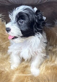 Biewer Yorkshire Terrier s PP