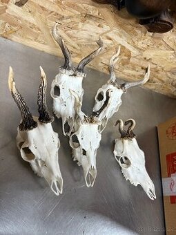 Trofej,parohy,parozie,srnec
